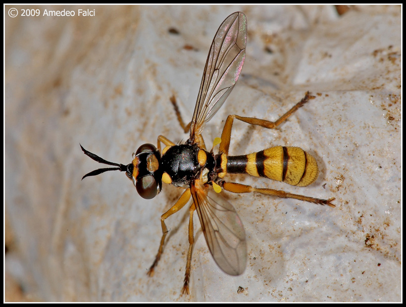 Leopoldius coronatus M (Conopidae)